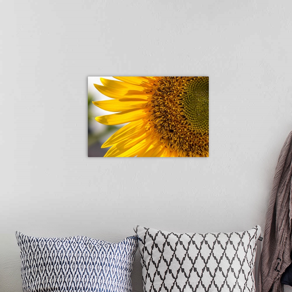 A bohemian room featuring Europe, Italy. Sunflower in a garden.