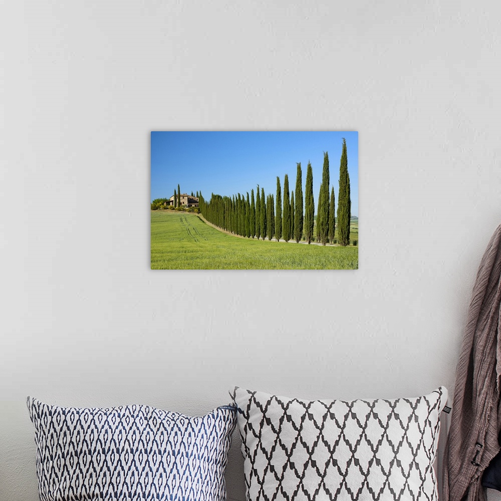 A bohemian room featuring Europe; Italy; Tuscany; Florence;Montepulciano, farmhouse and Cypress alley