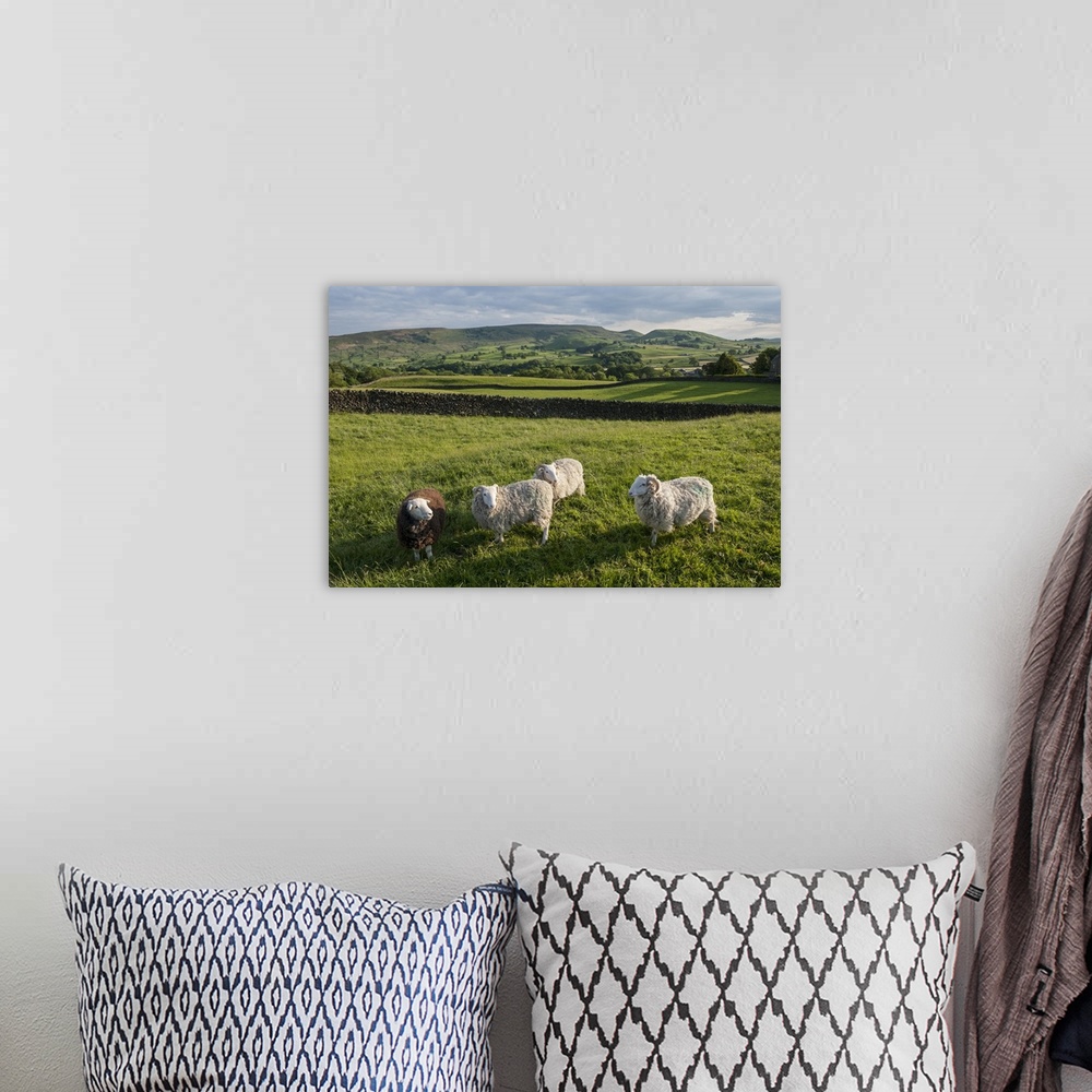 A bohemian room featuring Grazing Sheep near Grassington, Wharfedale, Yorkshire Dales National Park.