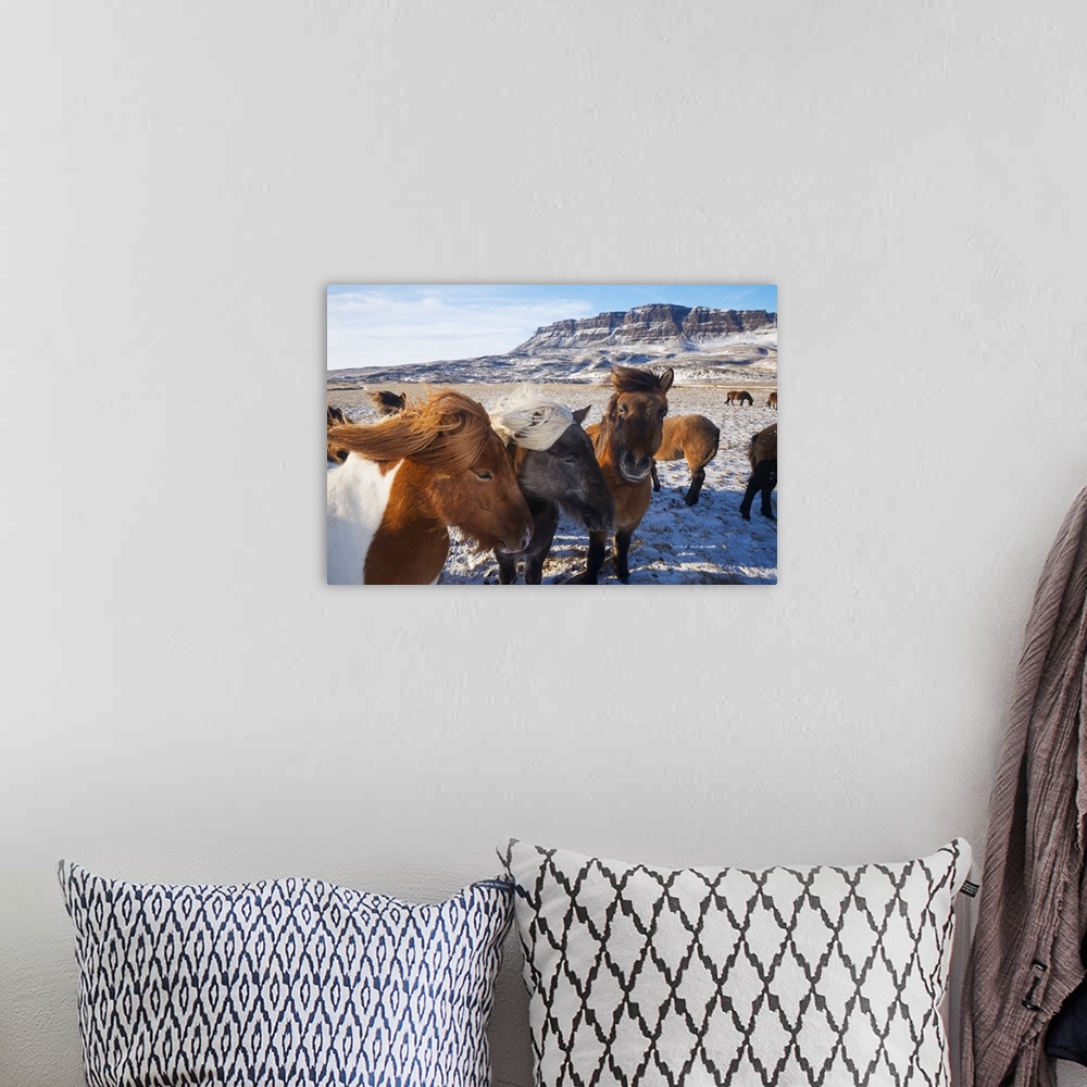 A bohemian room featuring Europe, Iceland, Northern Iceland, Icelandic horses.