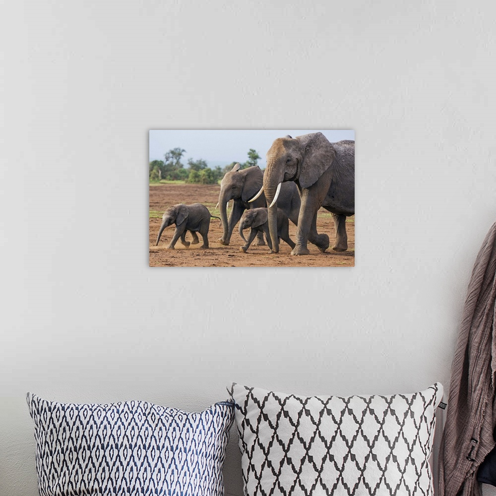 A bohemian room featuring Kenya, Kajiado County, Amboseli National Park. A family of African elephants on the move.