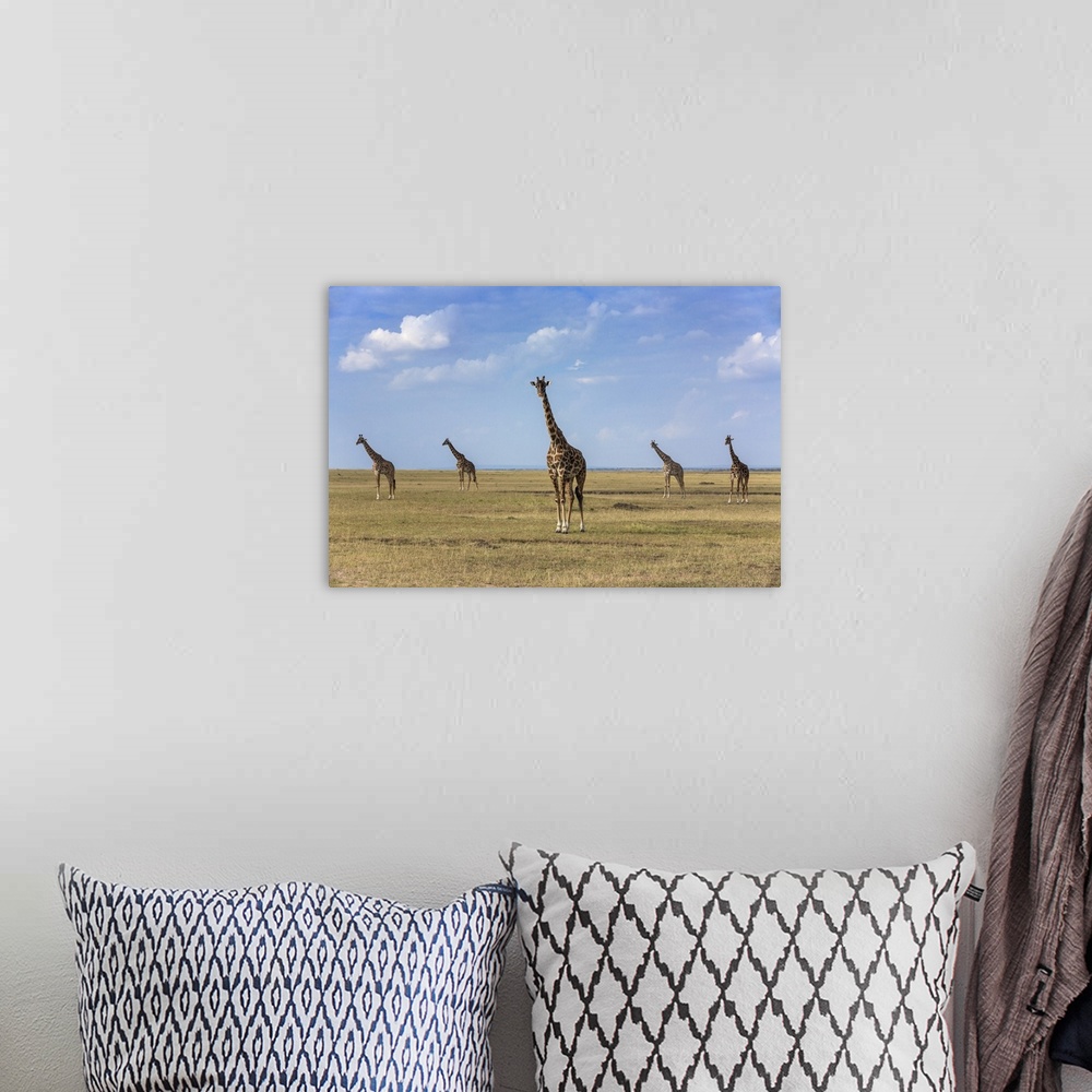 A bohemian room featuring Kenya, Masai Mara, Narok County. Maasai giraffes on the plains of Masai Mara National Reserve.