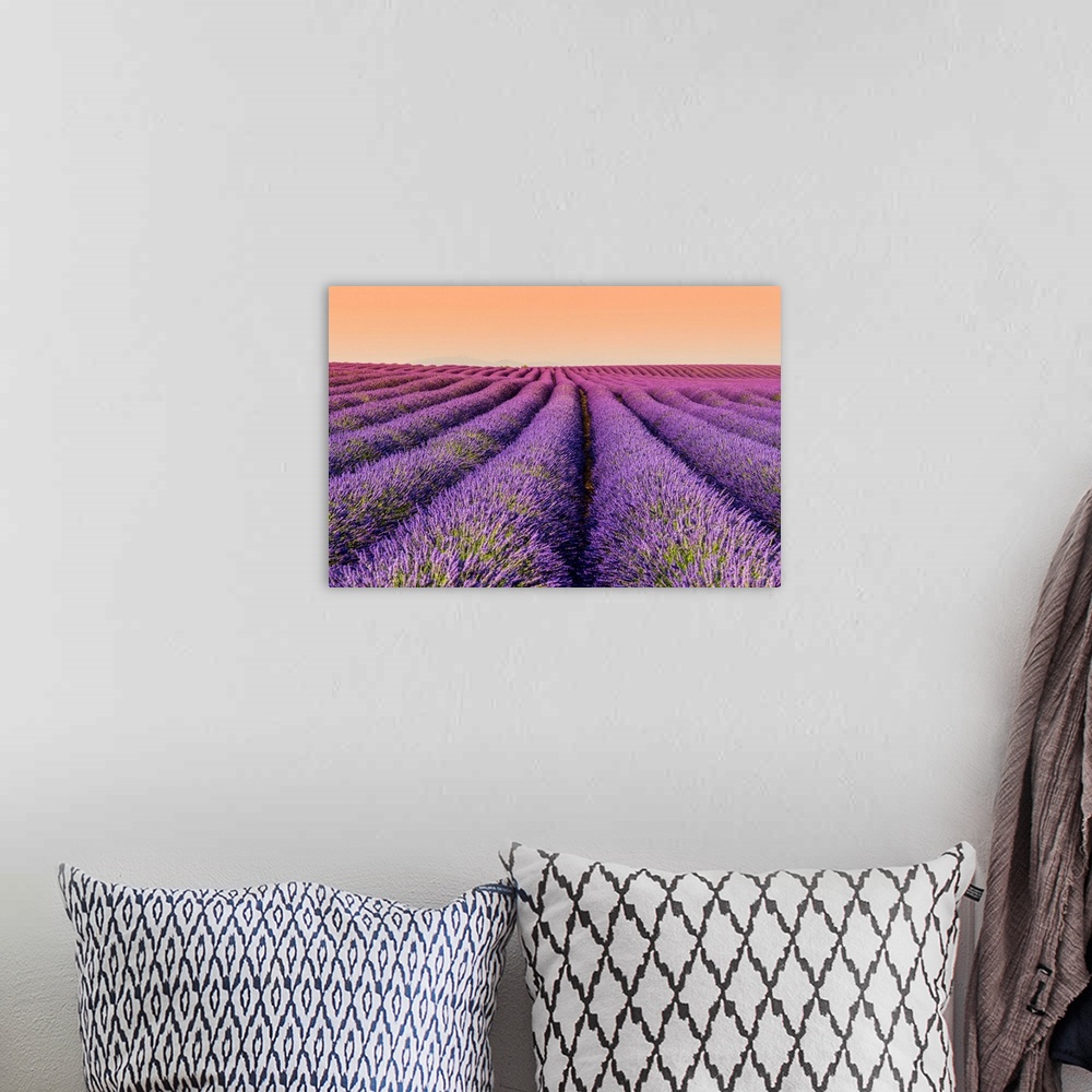 A bohemian room featuring Lavender field at sunset, Plateau de Valensole, Provence, France.