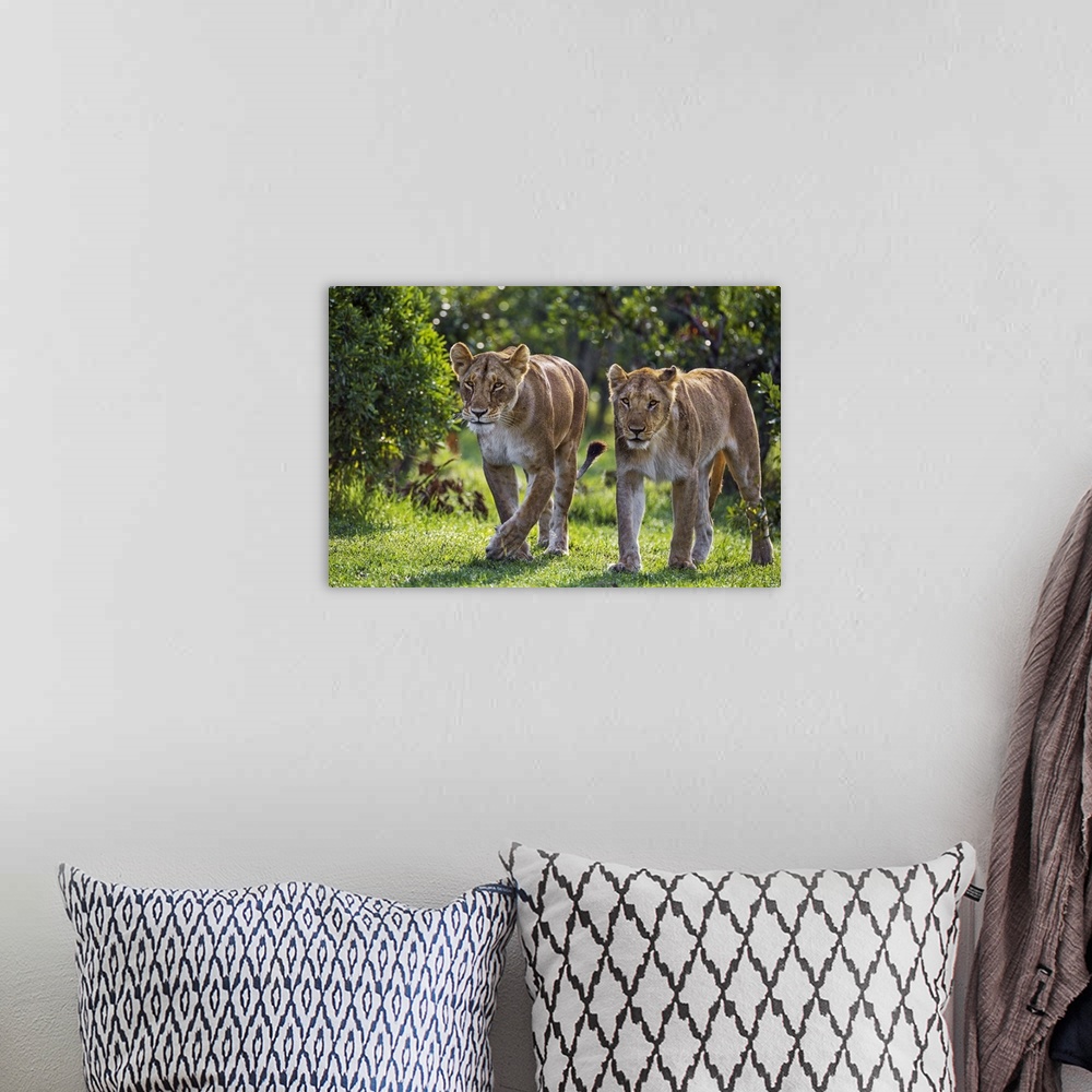 A bohemian room featuring Kenya, Narok County, Masai Mara National Reserve. A Lioness and a young male lion walk purposeful...