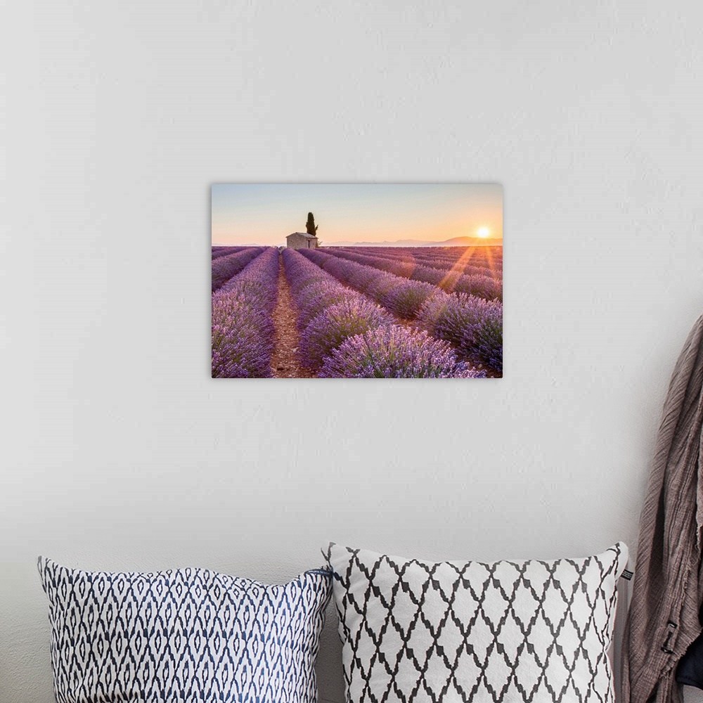 A bohemian room featuring Provence, Valensole Plateau, France, Europe. Lonely farmhouse and cypress tree in a Lavender fiel...