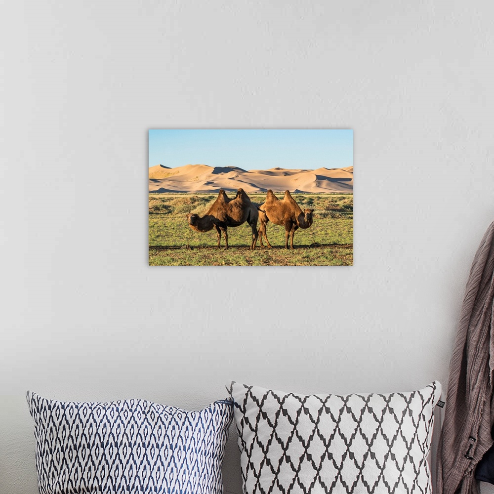 A bohemian room featuring Two Camels And Sand Dunes Of Gobi Desert In The Background. Sevrei District, South Gobi Province,...