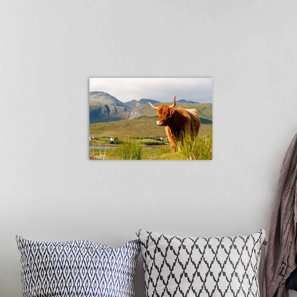 A bohemian room featuring UK, Scotland, Outer Hebrides, Harris. Highland cow in the wild, Aline Estate.