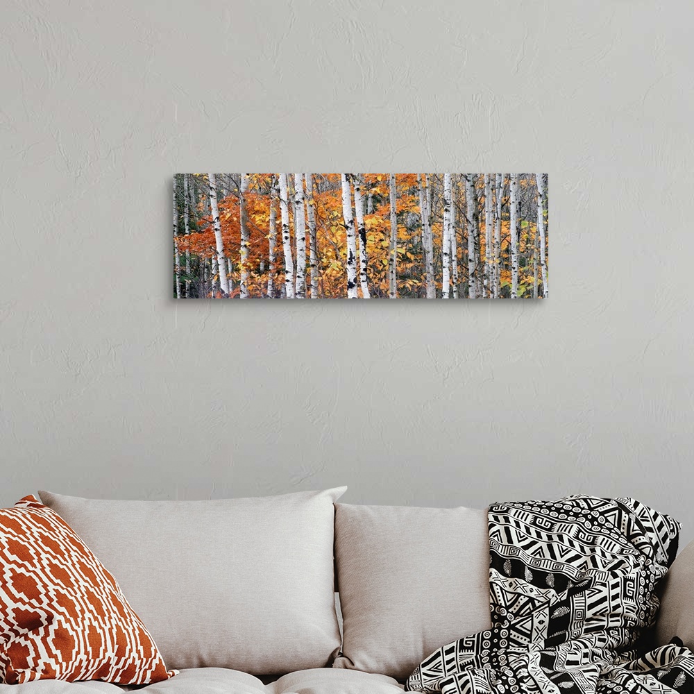 A bohemian room featuring Panoramic photograph of tall bare lightly colored tree barks surrounded by autumn foliage in Onto...