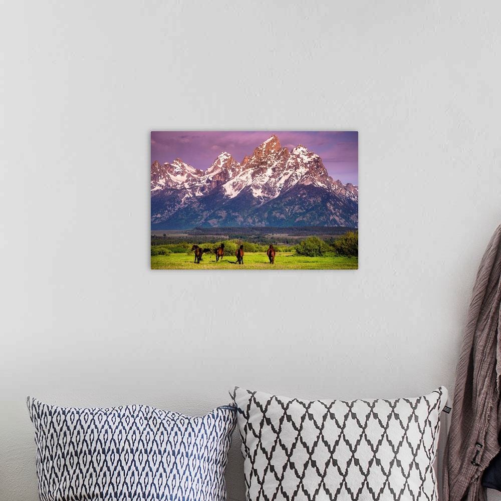 A bohemian room featuring Wild Horses running, Grand Teton National Park, Wyoming