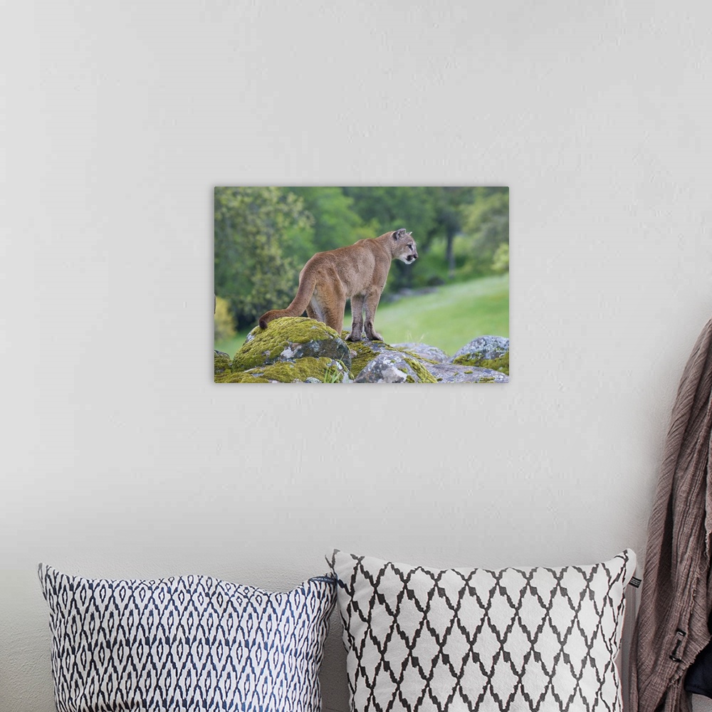 A bohemian room featuring An image of a beautiful mountain lion waiting on the top of rocks.