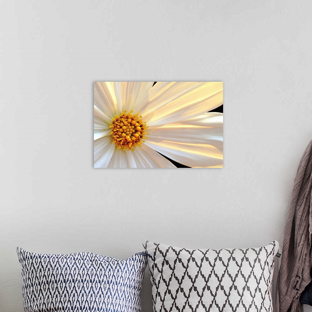 A bohemian room featuring Giant, horizontal close up photograph of a daisy that is sun lit from behind, with white and gold...