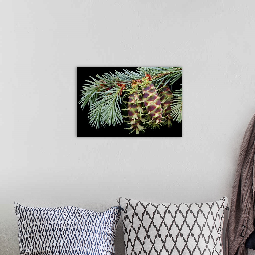 A bohemian room featuring Giant, landscape, close up photograph of an evergreen branch with several pinecone seedlings at t...