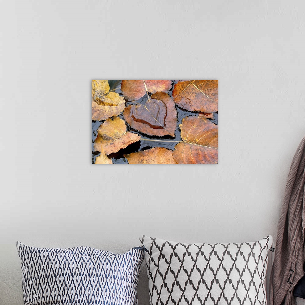 A bohemian room featuring Large photograph focuses on a few Fall leaves sitting quietly on the top of a body of water.