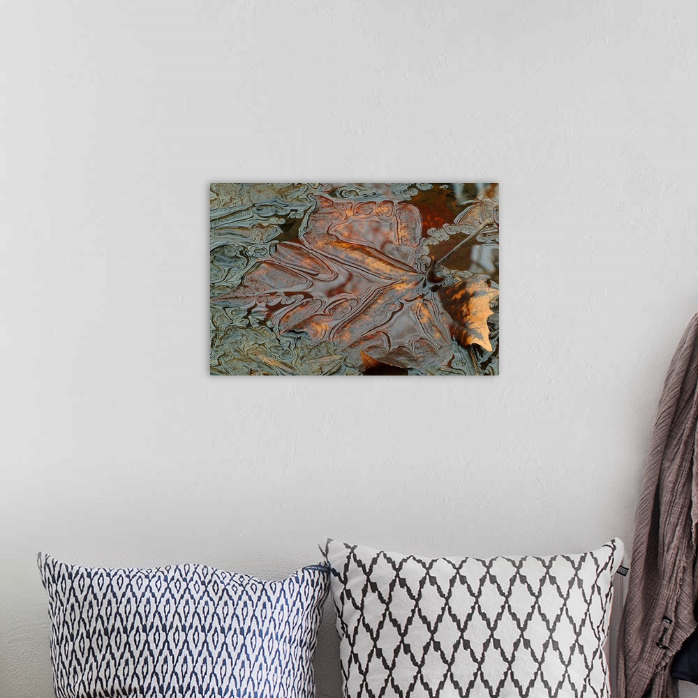 A bohemian room featuring Horizontal, close up photograph of a bronze leaf submerged in water with very fine details and sw...