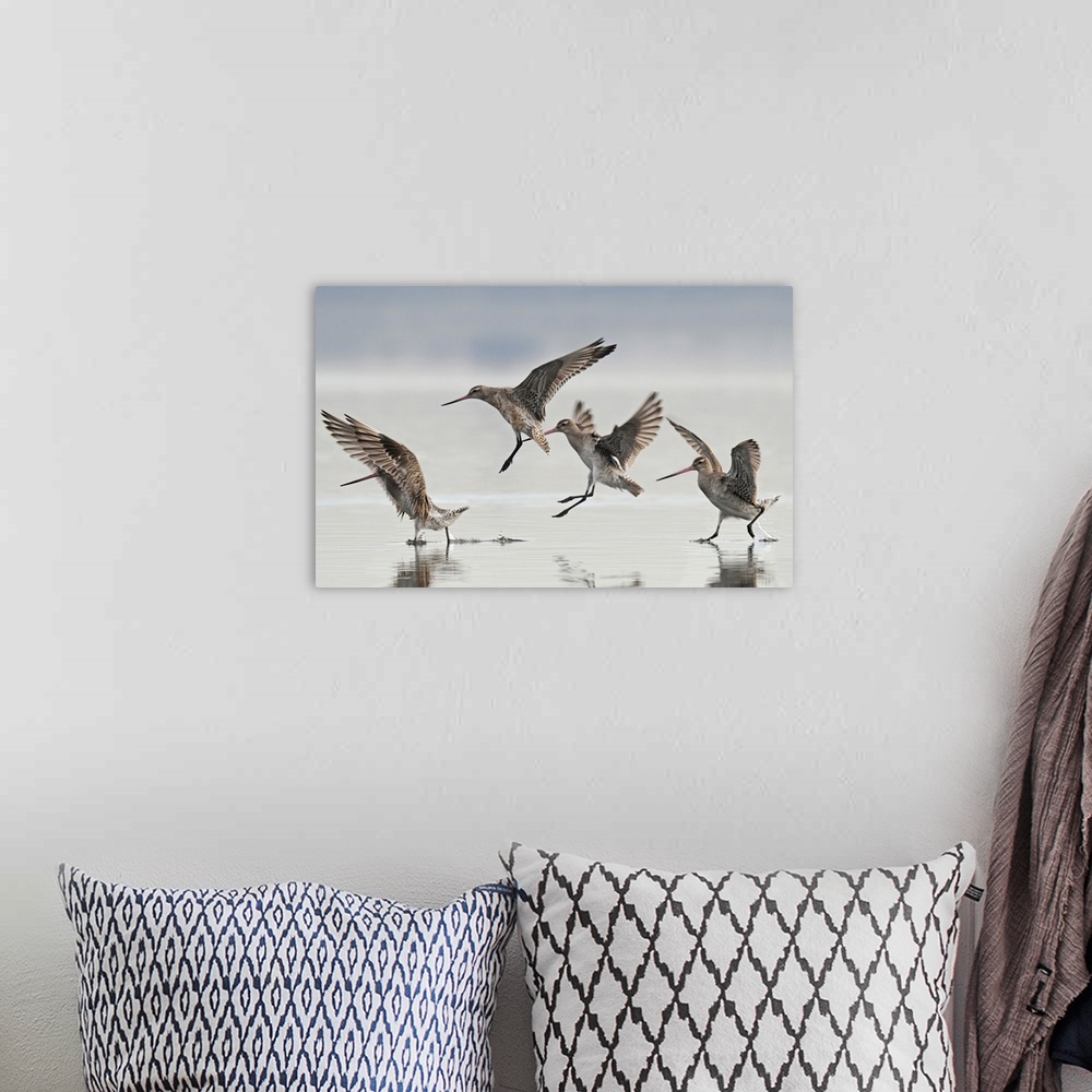 A bohemian room featuring Bar-tailed godwits (Limosa lapponica baueri) landing, Avon/Heathcote Estuary, Christchurch
