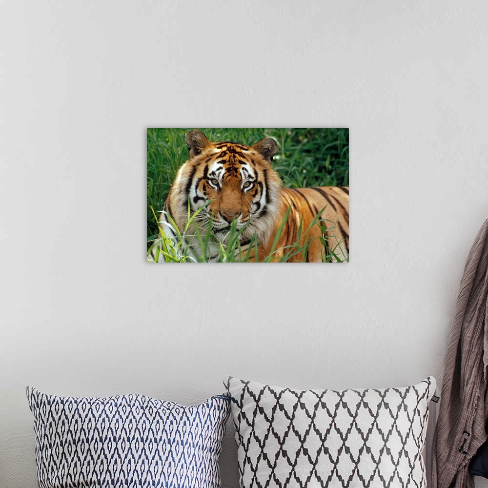 A bohemian room featuring Big photograph taken of a large, striped feline sitting quietly in a field of high grass.