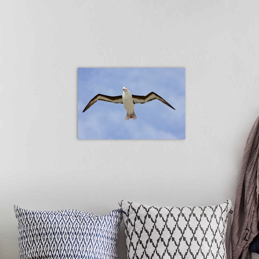A bohemian room featuring Black-browed Albatross Flying Falklands
