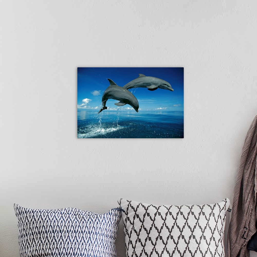 A bohemian room featuring Big photograph shows a couple dolphins in midair as they were jumping out of the Atlantic Ocean.