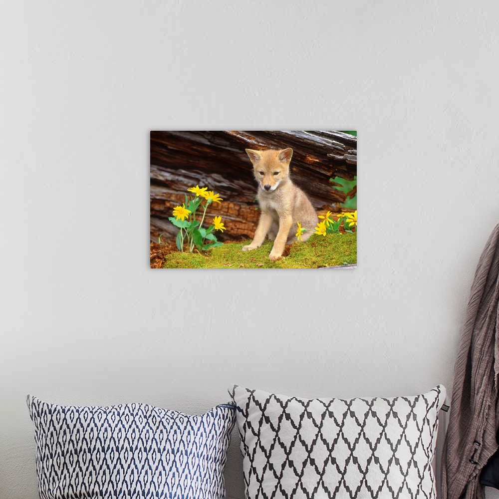 A bohemian room featuring Coyote pup, Montana