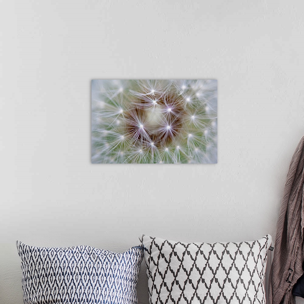 A bohemian room featuring Macro photography of an extreme close up of dandelion seeds.