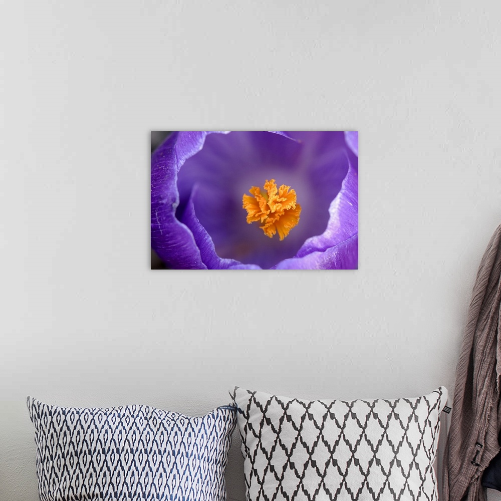 A bohemian room featuring A top down photograph of a flower blossom with a shallow depth of field showing the pistil and th...