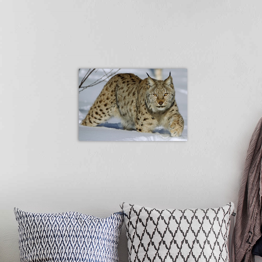 A bohemian room featuring Eurasian Lynx (Lynx lynx) in snow, Flatanger, Norway