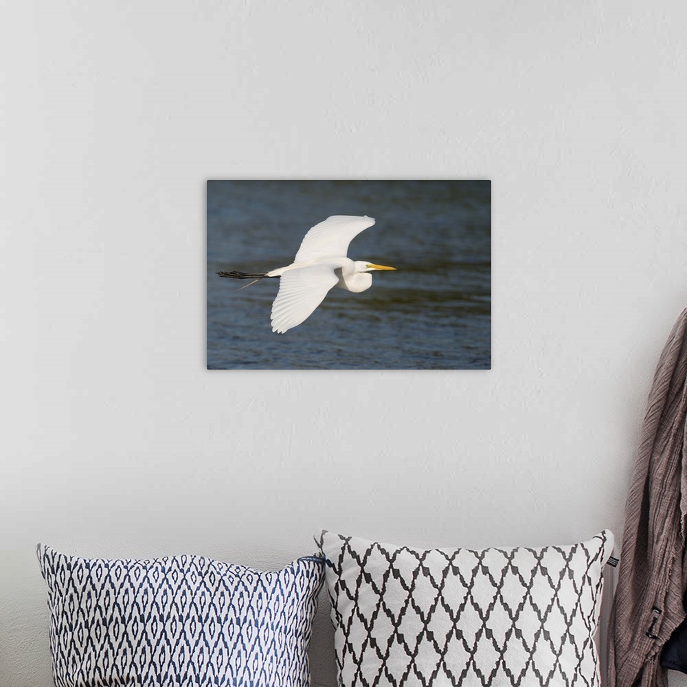 A bohemian room featuring great egret (Casmerodius albus), Flight, Fort Meyers FL