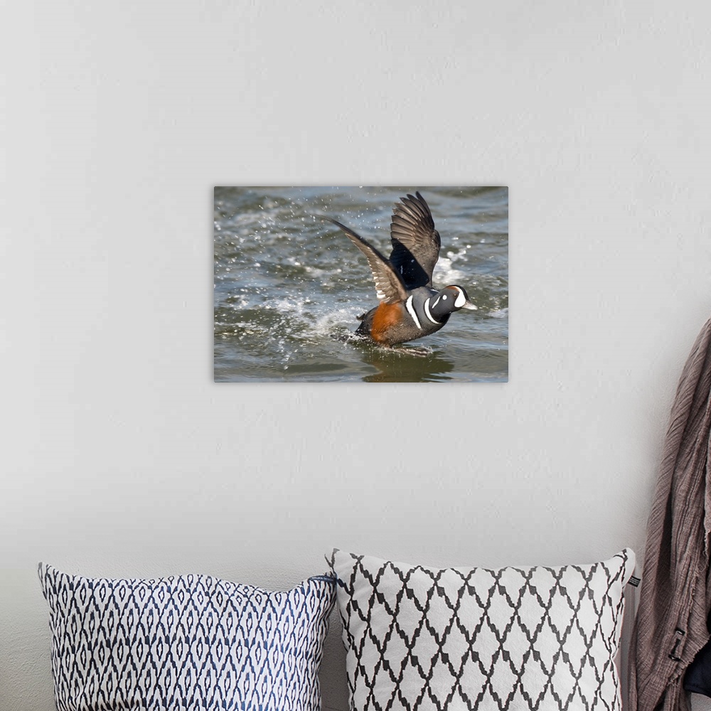 A bohemian room featuring harlequin duck (Histrionicus histrionicus), Swimming, Barnegat Light, NJ
