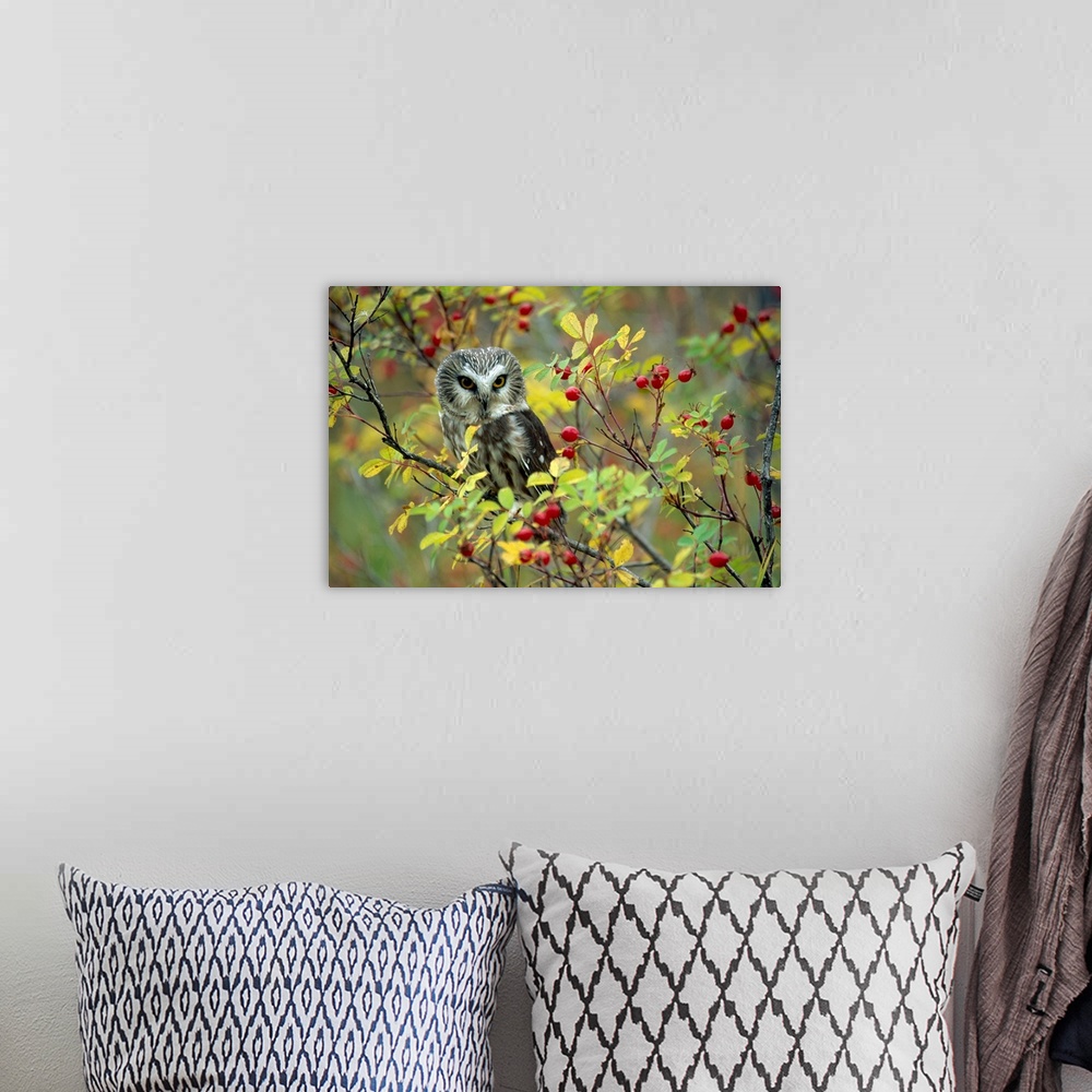 A bohemian room featuring A beautiful photograph taken of an owl perched on a rose bush branch with other branches surround...