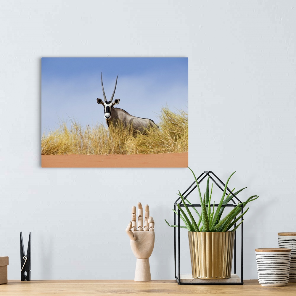 A bohemian room featuring Oryx (Oryx gazella), Namibia.