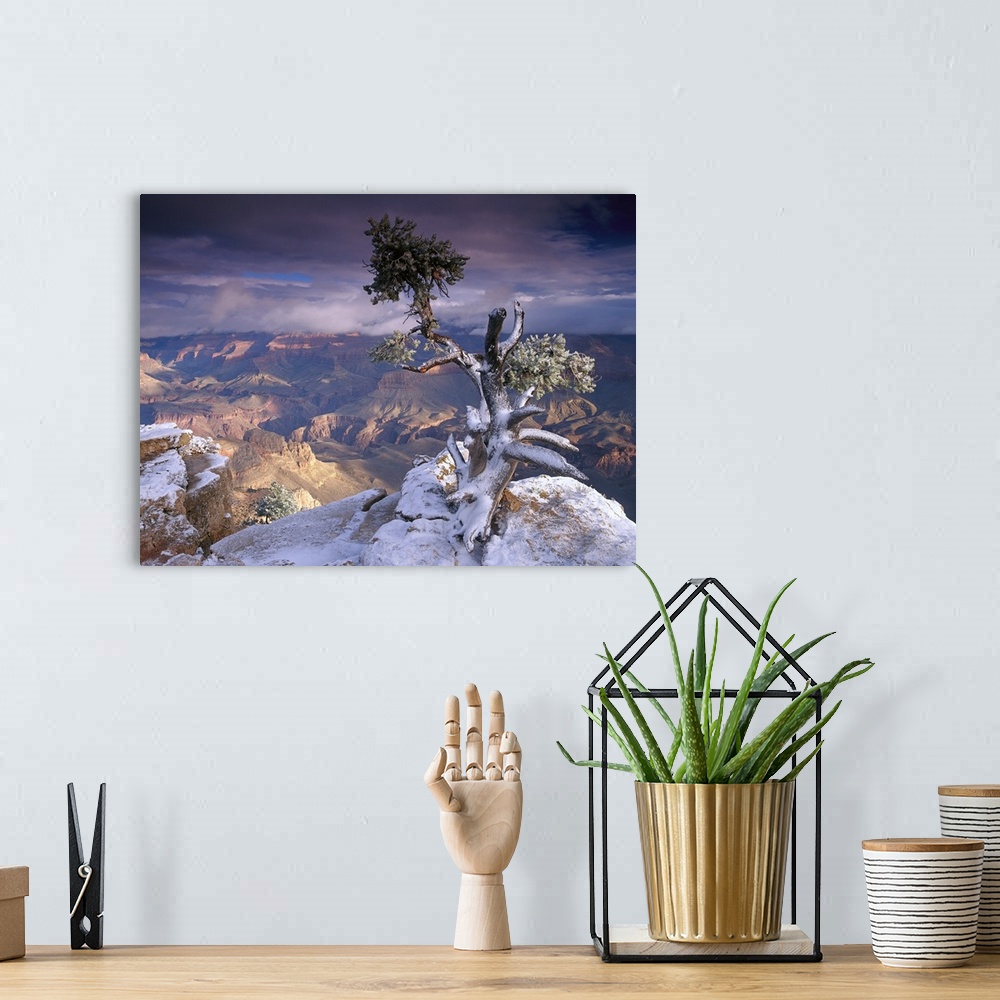 A bohemian room featuring A lone small tree grows on a cliff overlooking the South Rim of the Grand Canyon.