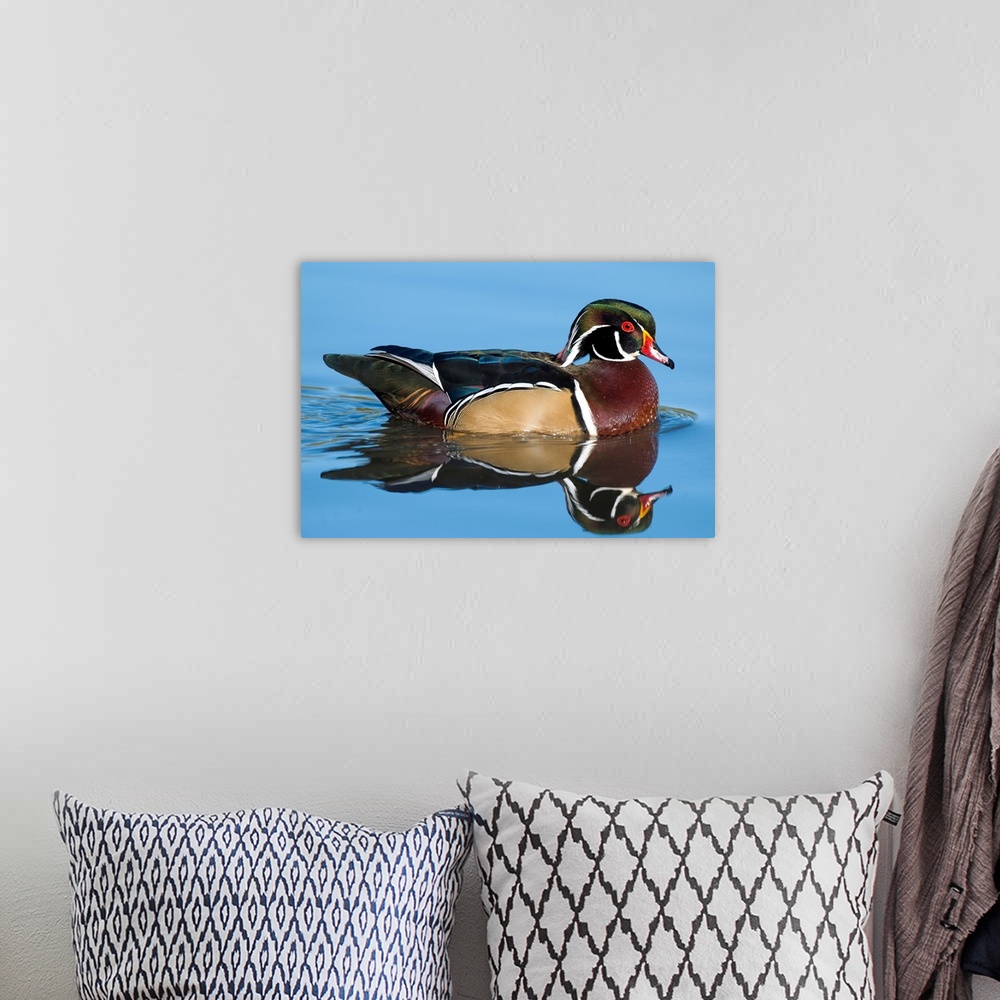 A bohemian room featuring wood duck (Aix sponsa), Reflection, Swimming,  Male, Lapeer State Game Area, MI