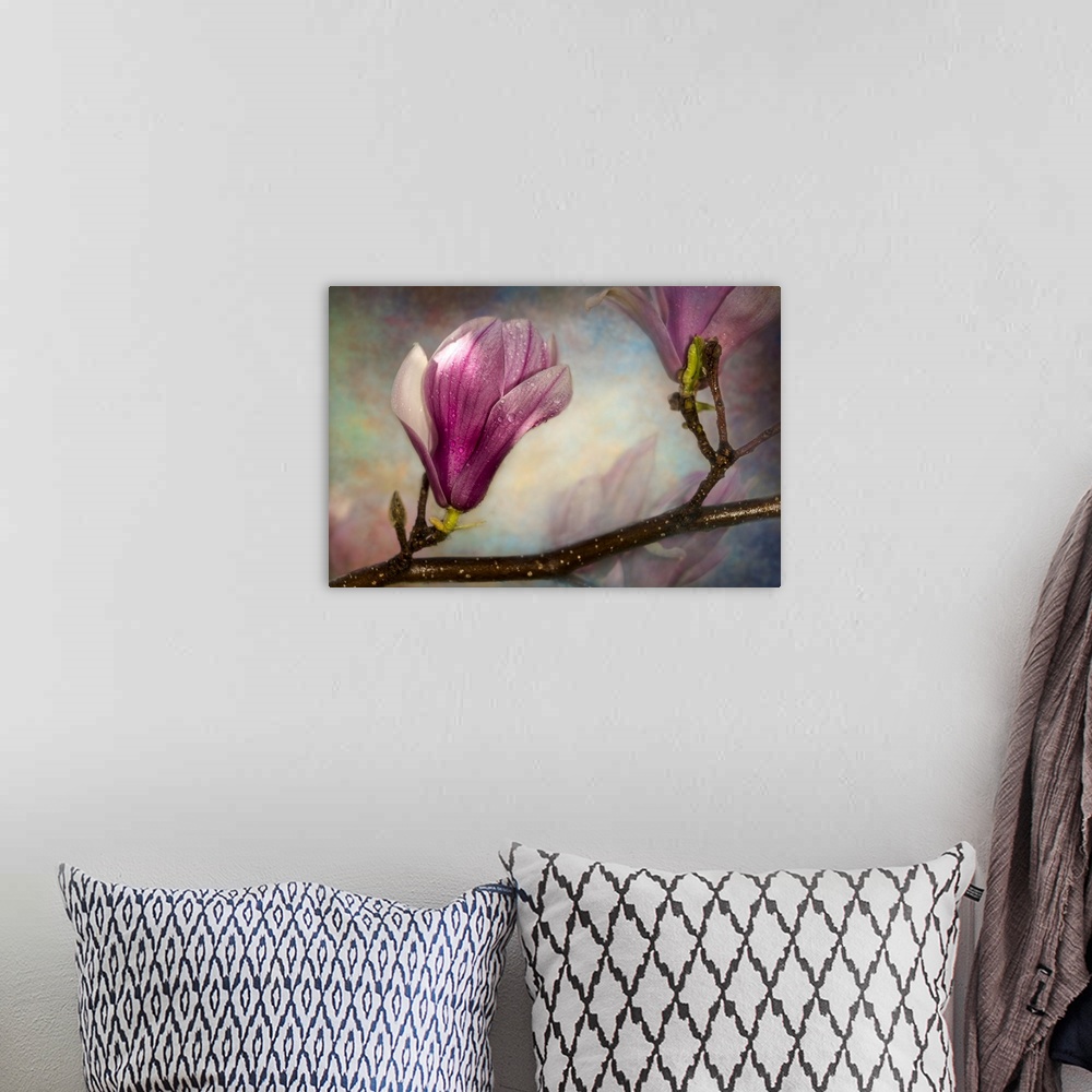 A bohemian room featuring Soft focus and texture effects applied to saucer magnolia buds - New York Botanical Garden.
