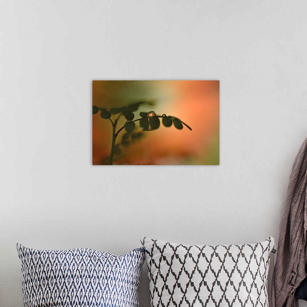 A bohemian room featuring A macro photograph of a water droplet sitting on the edge of a silhouetted flower petal.