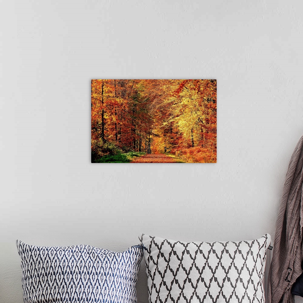 A bohemian room featuring A road that becomes a tunnel through a forest full of fall colors in this horizontal photograph.