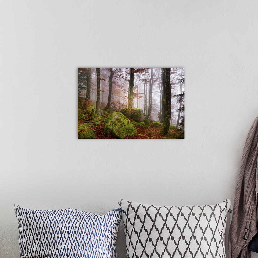 A bohemian room featuring Light mist in a forest with mossy rocks and red autumn leaves.
