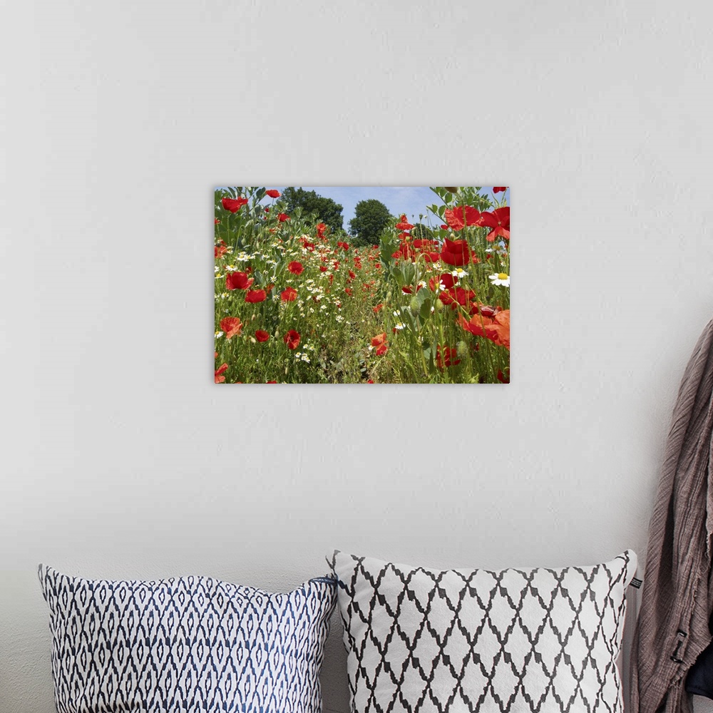 A bohemian room featuring In among the poppies and daisies