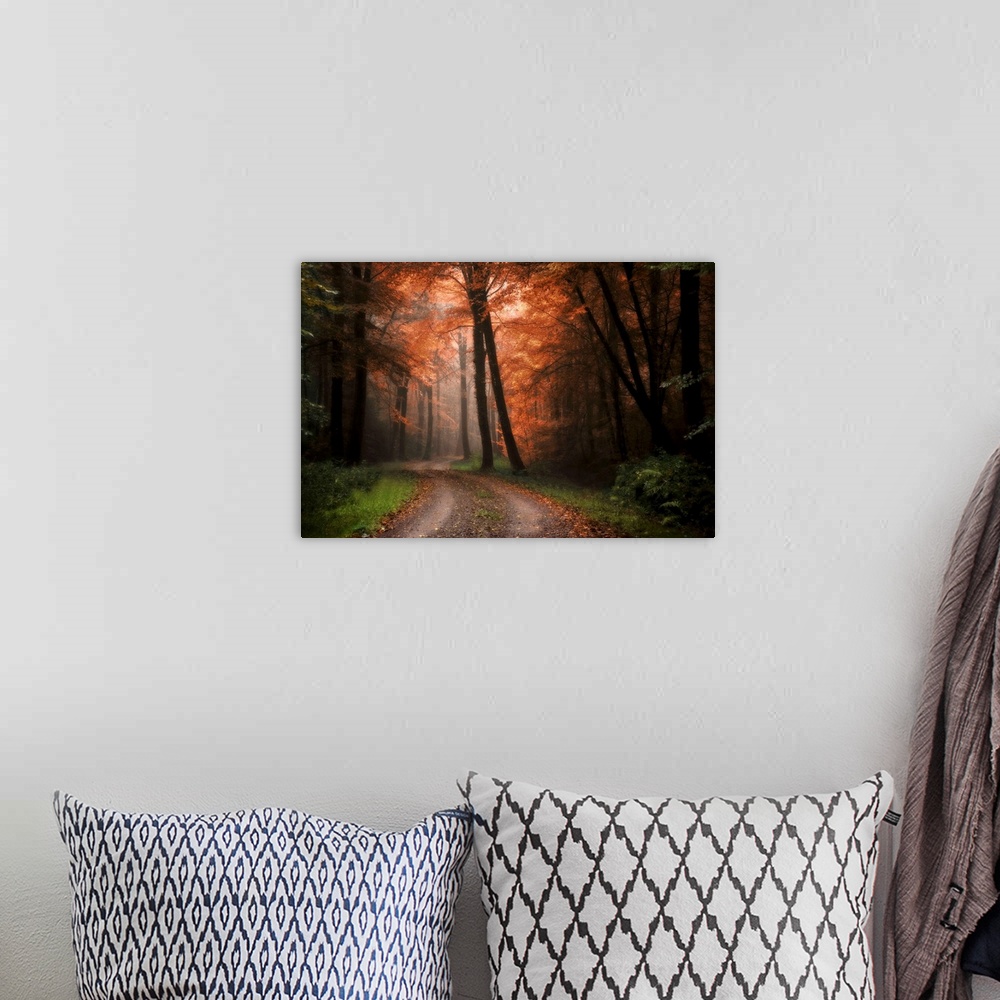 A bohemian room featuring A dirt path winds through a dark forest with some light shining through autumn colored trees.