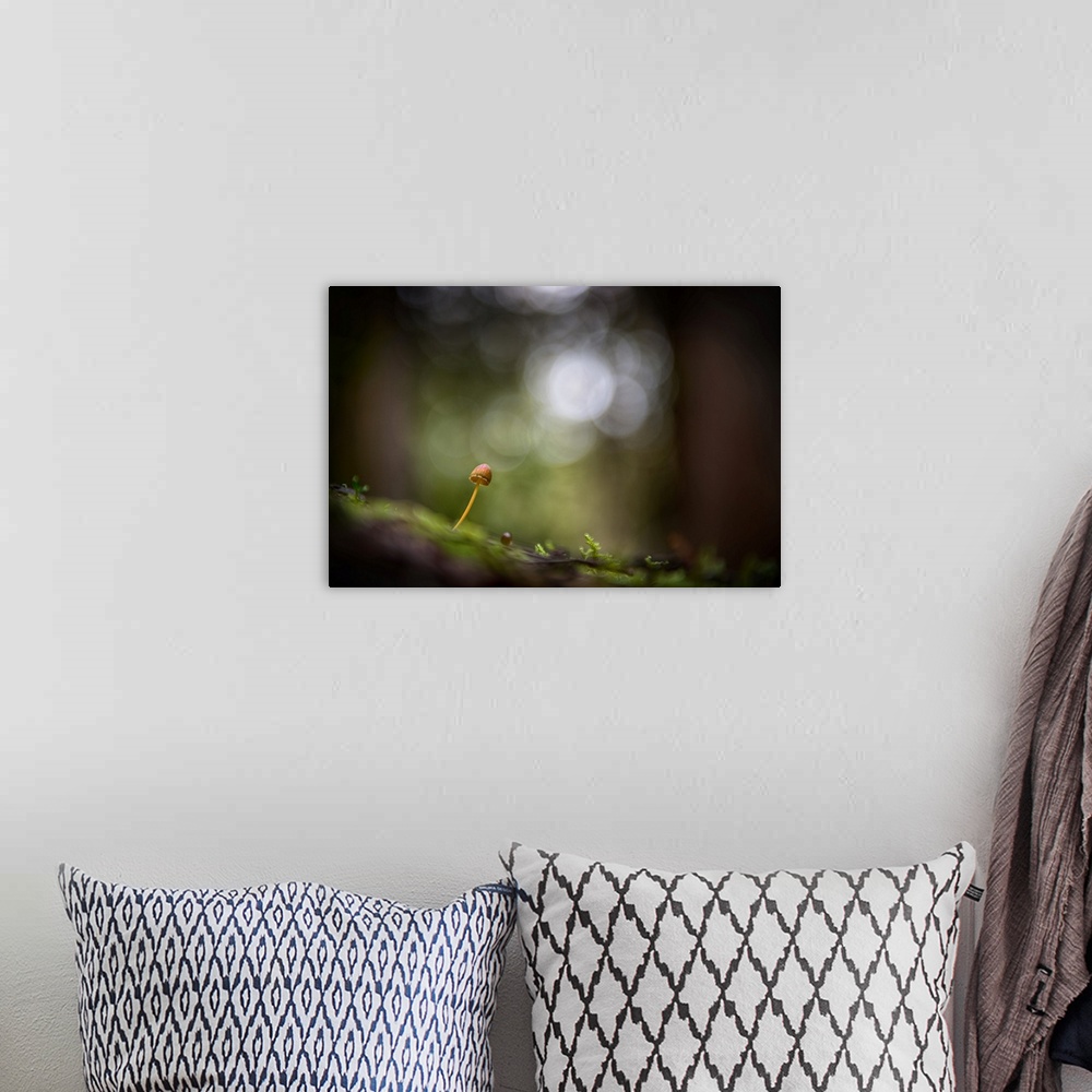 A bohemian room featuring Fine art photo of a tiny mushroom growing on a log in a forest, with bokeh in the background.