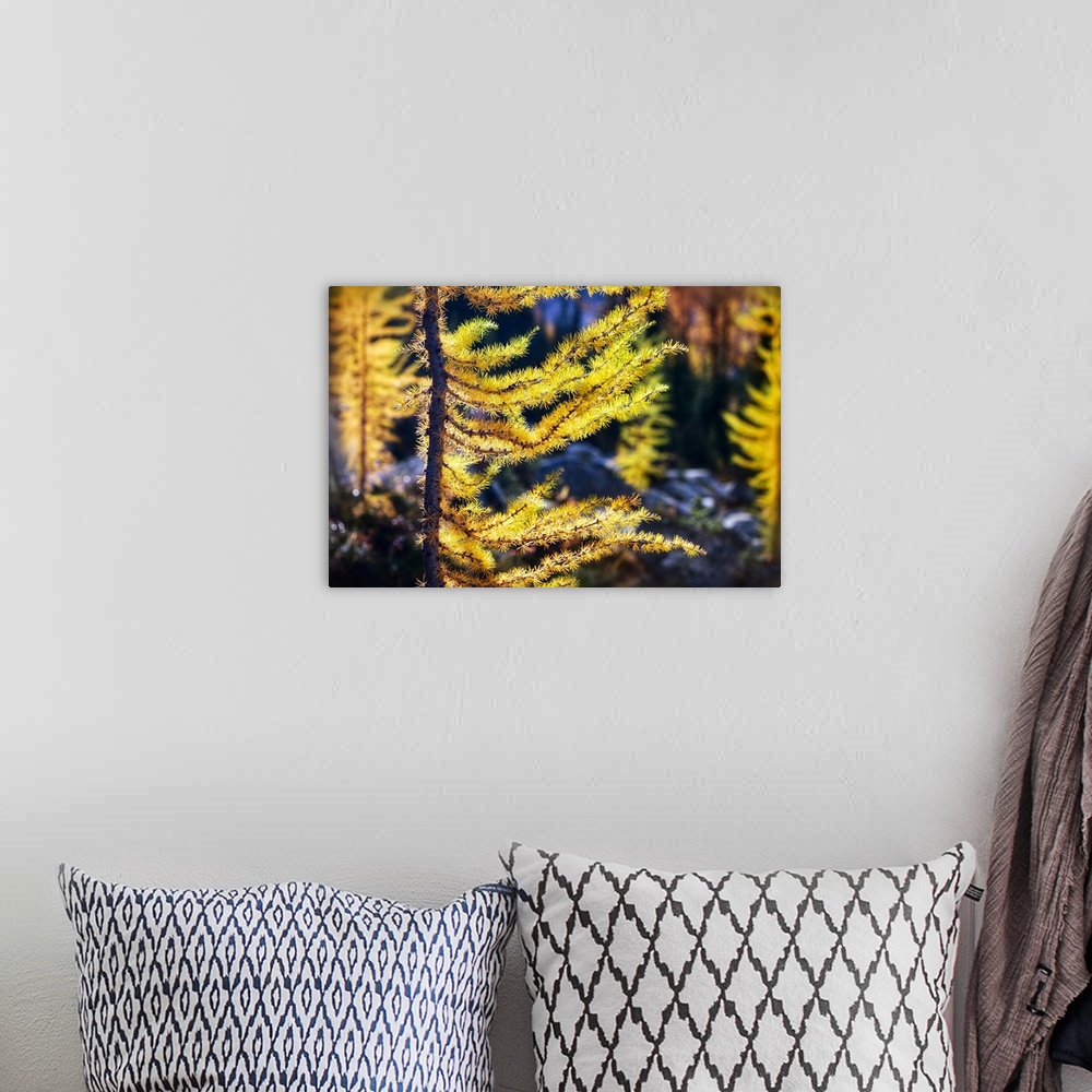 A bohemian room featuring Close-up of a smaller alpine larch in full yellow gold colour of Autumn. The image is made at f/2...