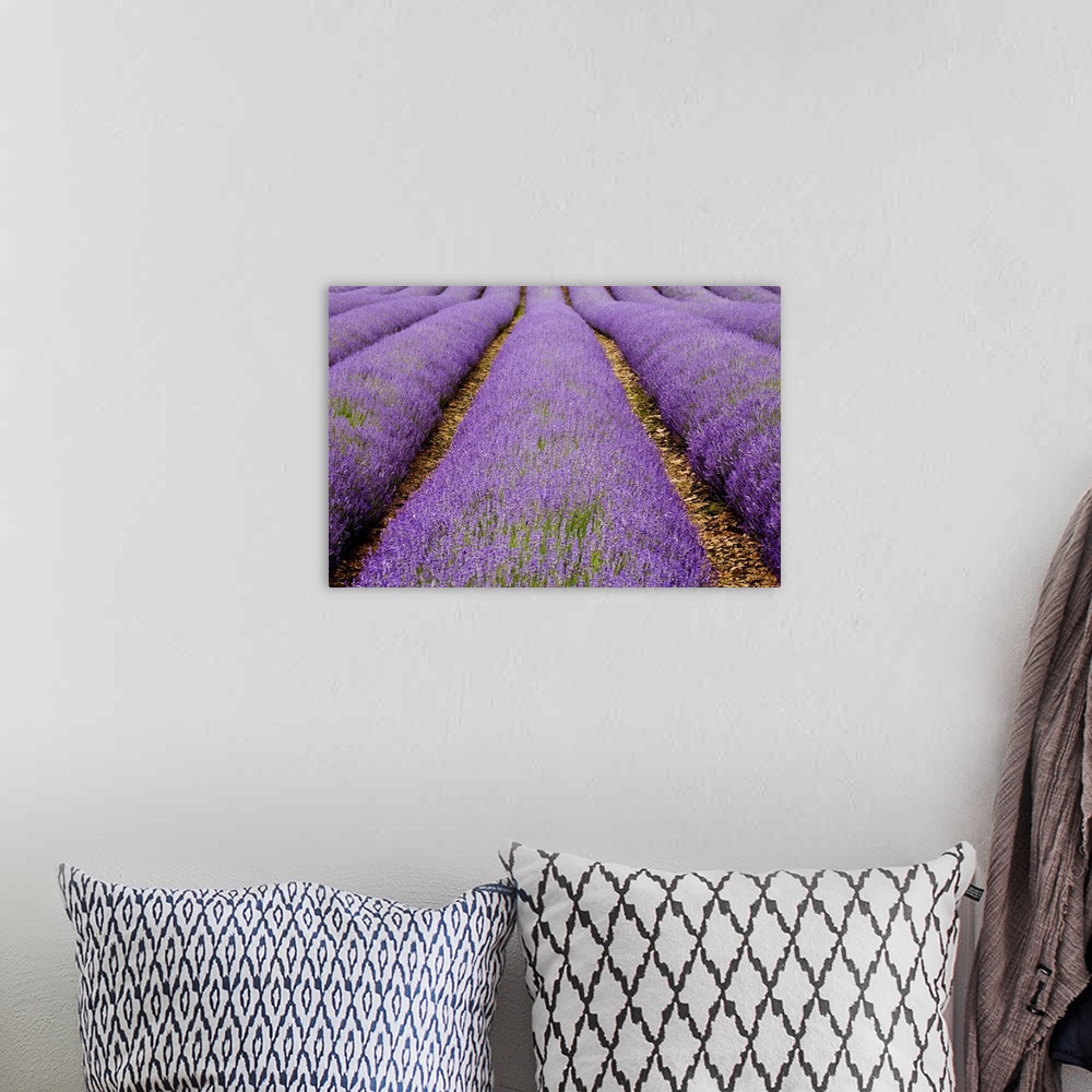 A bohemian room featuring Large photo on canvas of lavender flowers grown in lines in a big field.