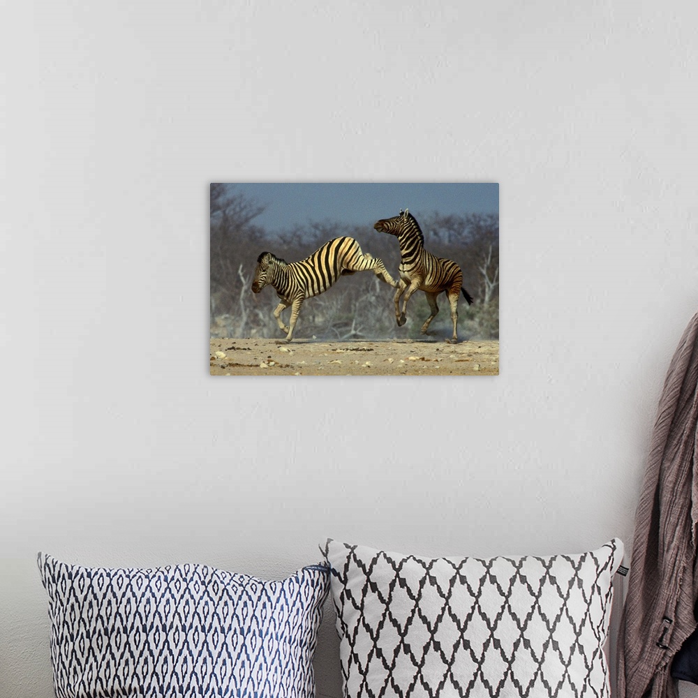 A bohemian room featuring Burchell's Zebra, Equus burchellii, Etosha National Park, Namibia
