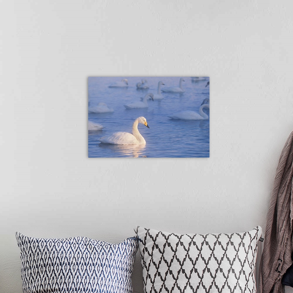 A bohemian room featuring Whooper swans are found in the Eastern Hemisphere. Swans pair for life and can live for up to 35 ...