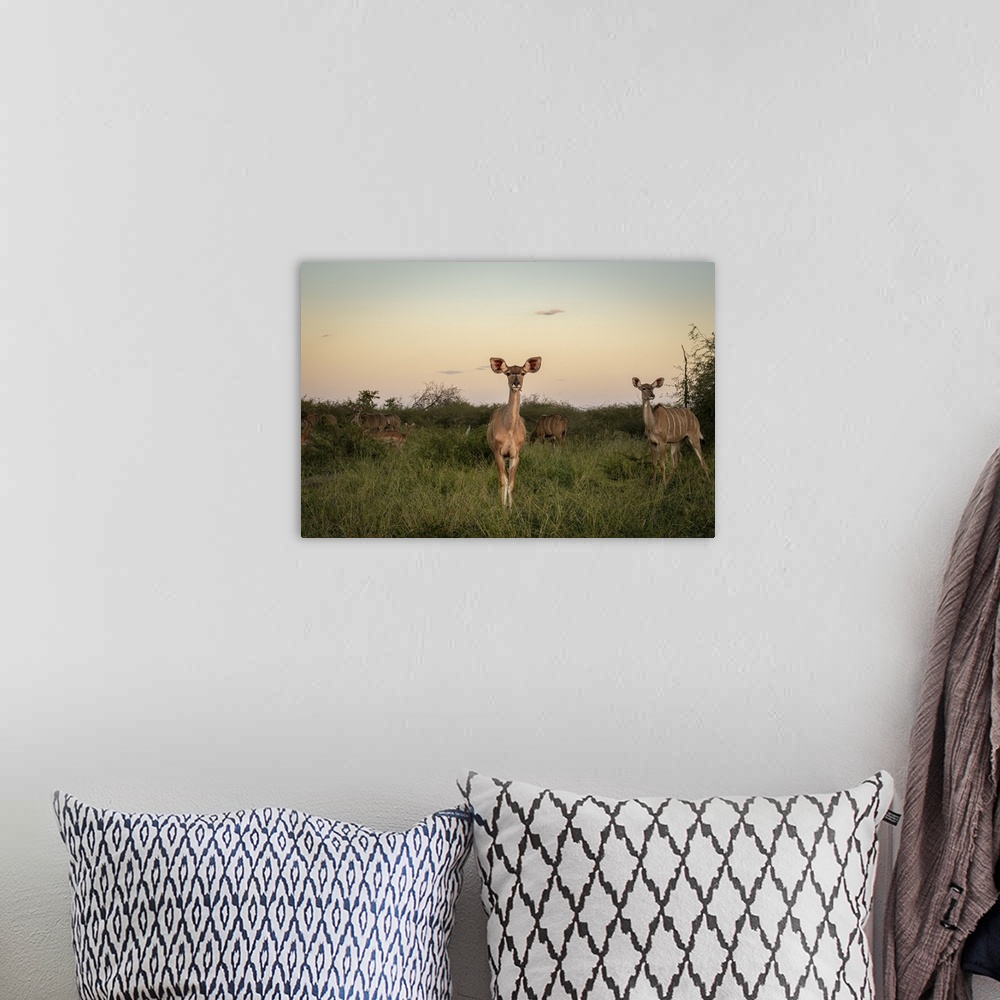 A bohemian room featuring Kudu herd at sunset.