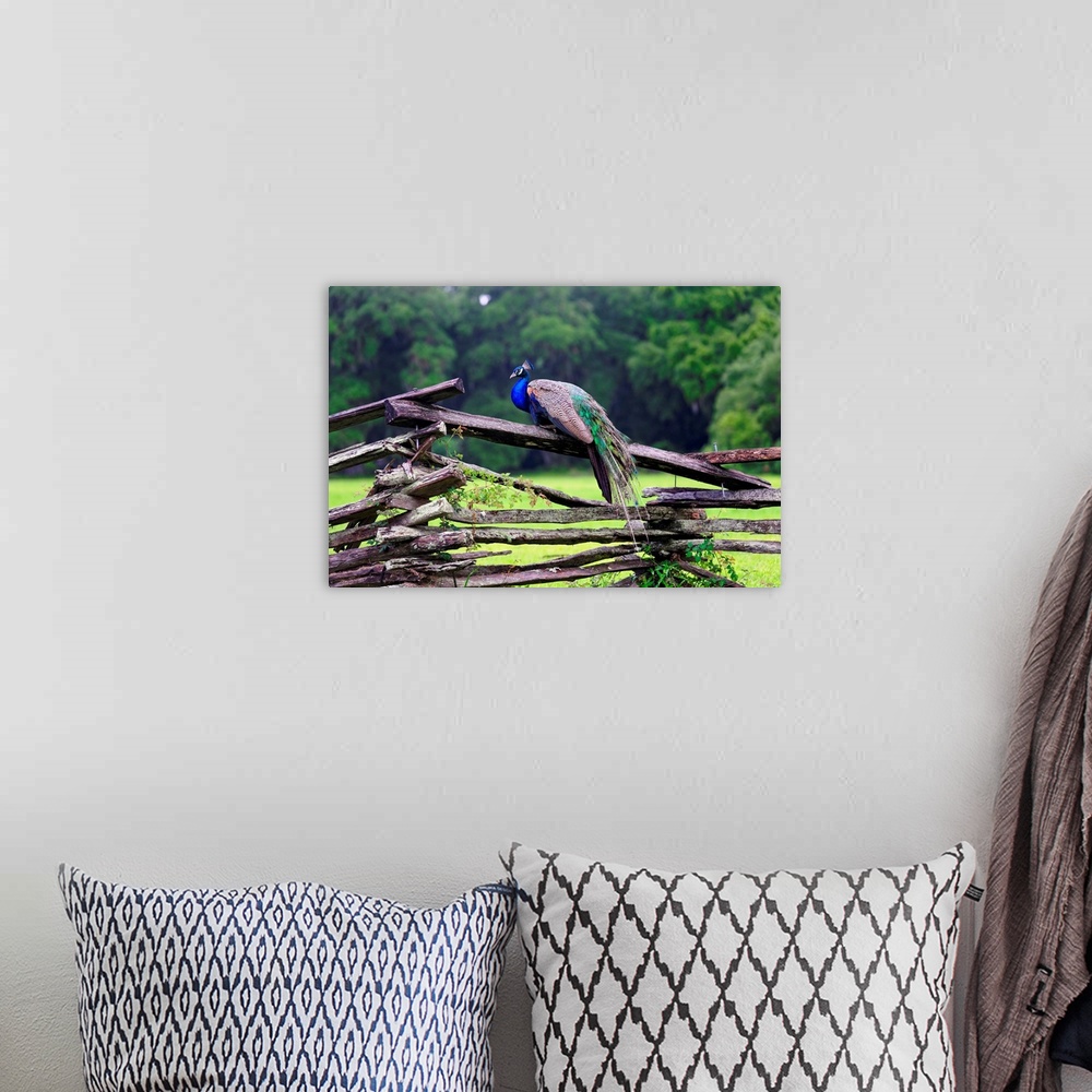 A bohemian room featuring Fine art photo of a male peacock on a wooden fence in South Carolina.