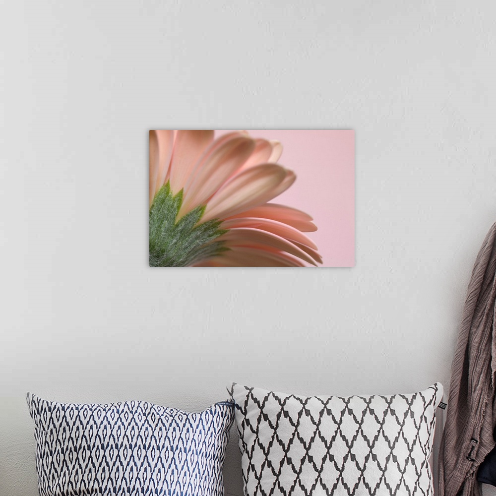 A bohemian room featuring Giant photograph incorporates a close-up showcasing the top of a flower against a solid colored b...