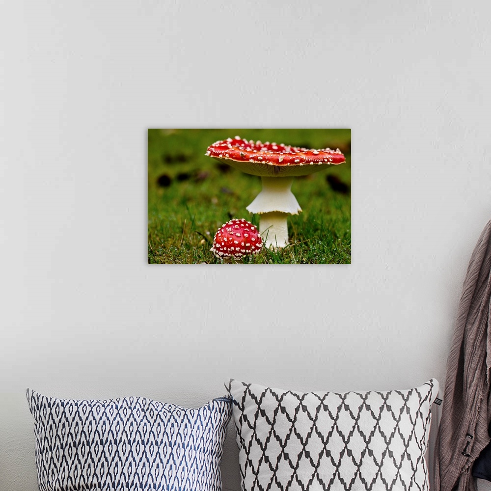 A bohemian room featuring Photograph taken of two red mushrooms with one larger and its top turned up while the other is mu...
