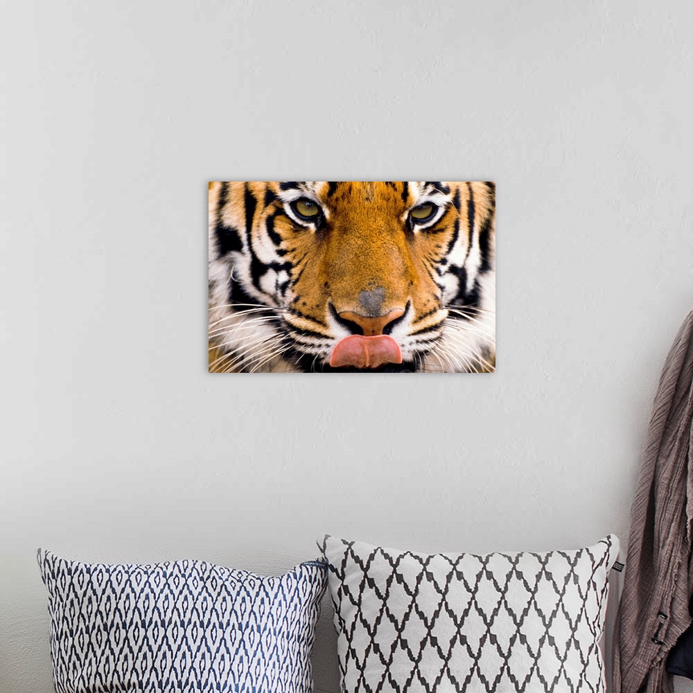 A bohemian room featuring The largest of the big cats, a tiger licks its chops in this close up photograph of its face.