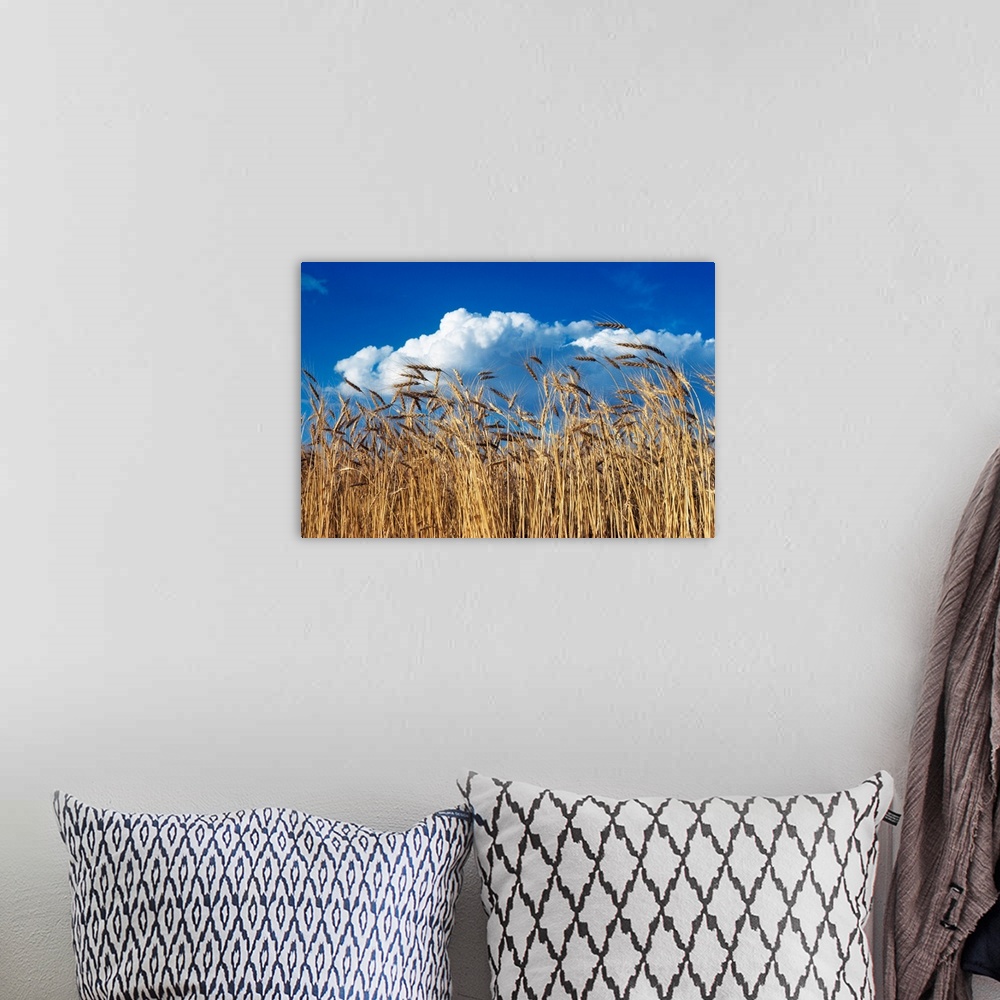 A bohemian room featuring 1970s Field Of Wheat Stalks Blue Sky And Clouds.