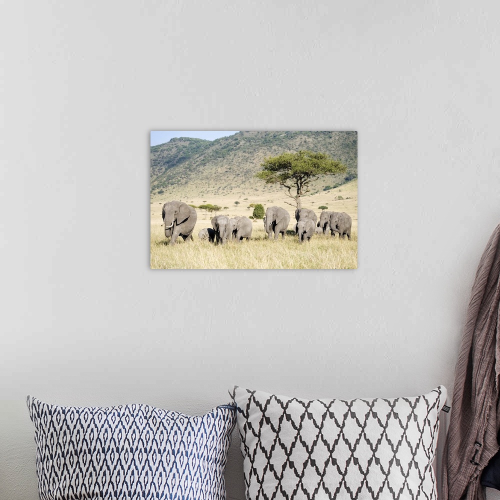 A bohemian room featuring African elephants in a forest, Masai Mara National Reserve, Kenya